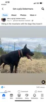 Echo AKC female Doberman , a female Doberman Pinscher for sale in Colorado Springs, CO – 2 of 6