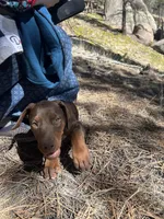 Ember AKC Euro, a female Doberman Pinscher for sale in Colorado Springs, CO – Photo 4 of 6