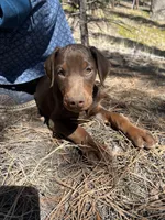 Ember AKC Euro, a female Doberman Pinscher for sale in Colorado Springs, CO – Photo 3 of 6