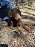Ember AKC Euro, a female Doberman Pinscher for sale in Colorado Springs, CO – Photo 5 of 6