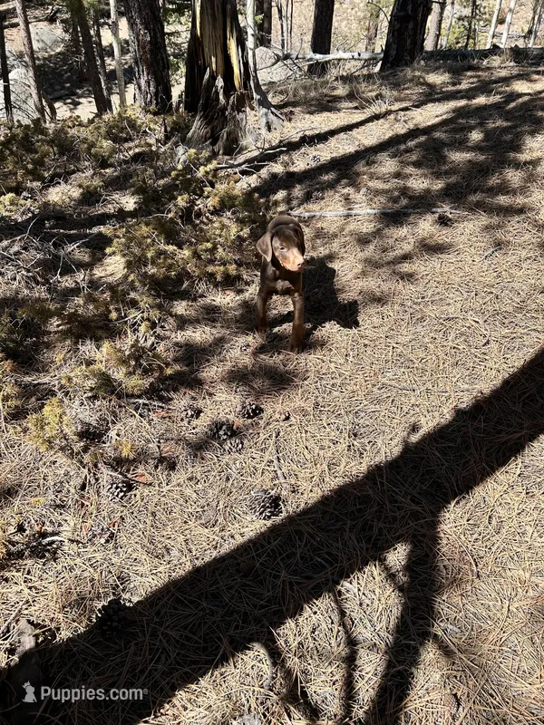 Ember AKC Euro – Doberman Pinscher puppy for sale in Colorado Springs, CO