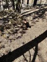 Ember AKC Euro, a female Doberman Pinscher for sale in Colorado Springs, CO – Photo 1 of 6