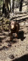 Ember AKC Euro, a female Doberman Pinscher for sale in Colorado Springs, CO – Photo 6 of 6