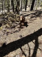 Ember AKC Euro, a female Doberman Pinscher for sale in Colorado Springs, CO – Photo 2 of 6