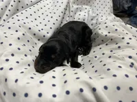 Echo AKC female Doberman , a female Doberman Pinscher for sale in Colorado Springs, CO – 4 of 6