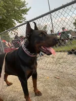 Ember AKC Red female Doberman , a female Doberman Pinscher for sale in Colorado Springs, CO – 3 of 4