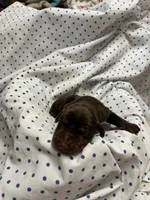 Rusty AKC Euro Doberman , a female Doberman Pinscher for sale in Colorado Springs, CO – 2 of 6