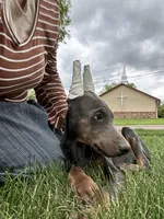 Blue sky AKC Euro, a female Doberman Pinscher for sale in Colorado Springs, CO – 2 of 6