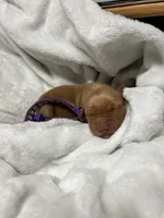 “Ginger” AKC purple collar female , a female Golden Retriever for sale in Philipsburg, PA – 1 of 8