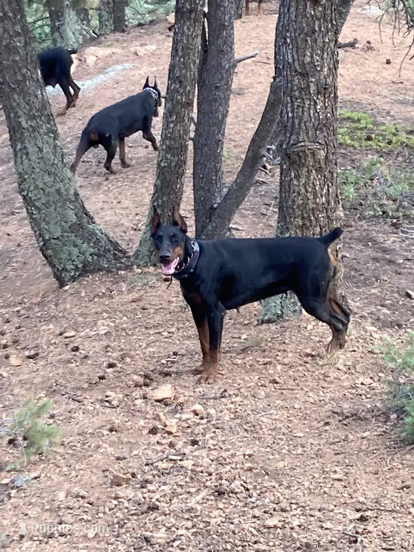 AKC 3yr old Euro – Doberman Pinscher puppy for sale in Colorado Springs, CO