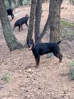 AKC 3yr old Euro, a female Doberman Pinscher for sale in Colorado Springs, CO – 1 of 3