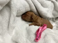 “Amber” AKC pink collar female, a female Golden Retriever for sale in Philipsburg, PA – 2 of 8