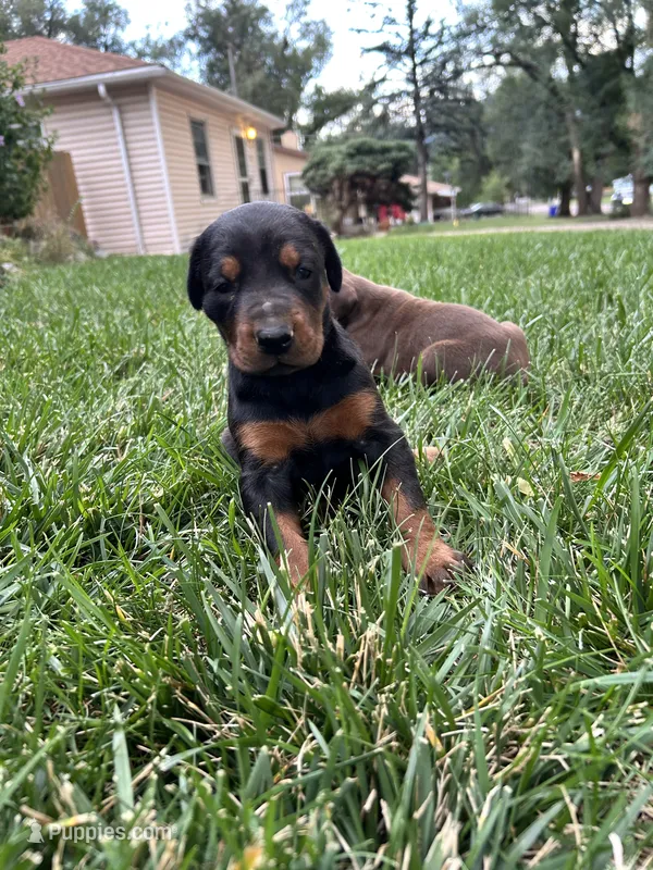 Echo AKC female Doberman  – Doberman Pinscher puppy for sale in Colorado Springs, CO