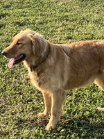 “Maple” AKC orange collar female , a female Golden Retriever for sale in Philipsburg, PA – 5 of 9