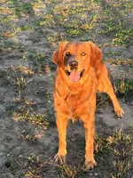 “Copper”  AKC Male, a male Golden Retriever for sale in Philipsburg, PA – 6 of 9