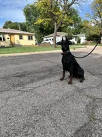 2 yr old AKC Euro female Nyla, a female Doberman Pinscher for sale in Colorado Springs, CO – 7 of 10