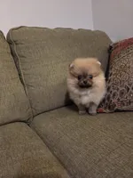 Lucy, a female Pomeranian for sale in Charlotte, NC – Photo 7 of 9