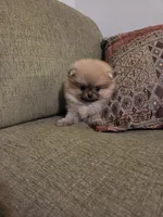 Lucy, a female Pomeranian for sale in Charlotte, NC – Photo 4 of 9