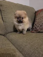 Lucy, a female Pomeranian for sale in Charlotte, NC – Photo 5 of 9