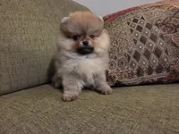 Suzy, a female Pomeranian for sale in Charlotte, NC – Photo 4 of 9