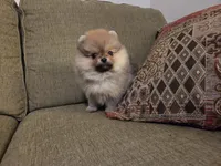 Suzy, a female Pomeranian for sale in Charlotte, NC – Photo 5 of 9