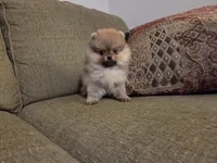 Suzy, a female Pomeranian for sale in Charlotte, NC – Photo 8 of 9