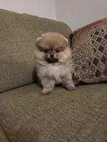 Suzy, a female Pomeranian for sale in Charlotte, NC – Photo 6 of 9