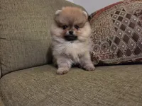 Suzy, a female Pomeranian for sale in Charlotte, NC – Photo 1 of 9