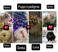 Suzy, a female Pomeranian for sale in Charlotte, NC – Photo 9 of 9