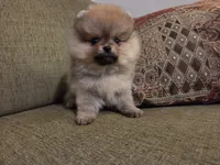 Suzy, a female Pomeranian for sale in Charlotte, NC – Photo 3 of 9
