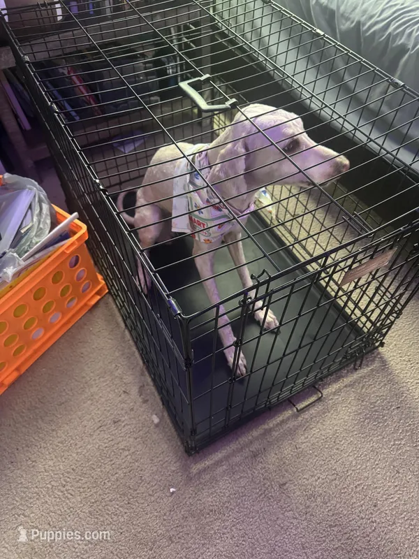 Coco – Labradoodle puppy for sale in Bowie, MD