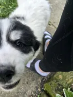 Everest - purple collar, a female Great Pyrenees for sale in Martinsville, IN – 3 of 10
