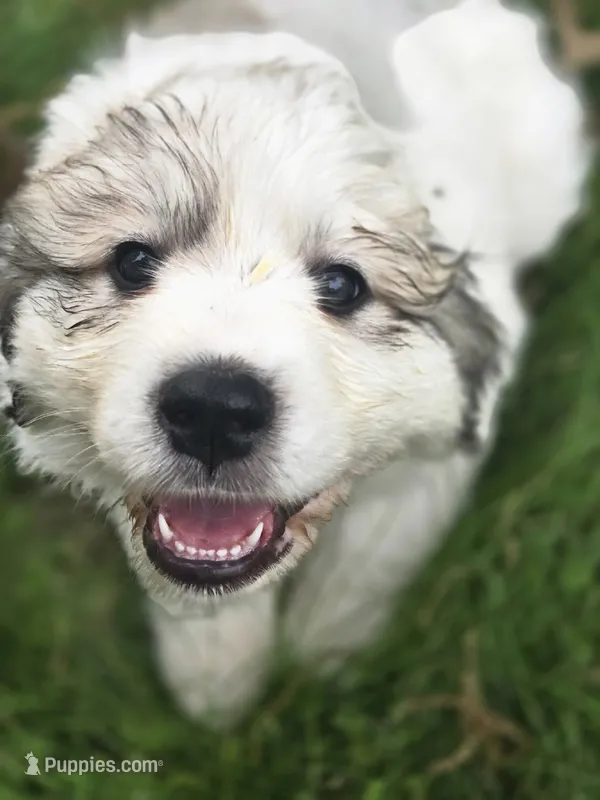 Skye - pink collar – Great Pyrenees puppy for sale in Martinsville, IN