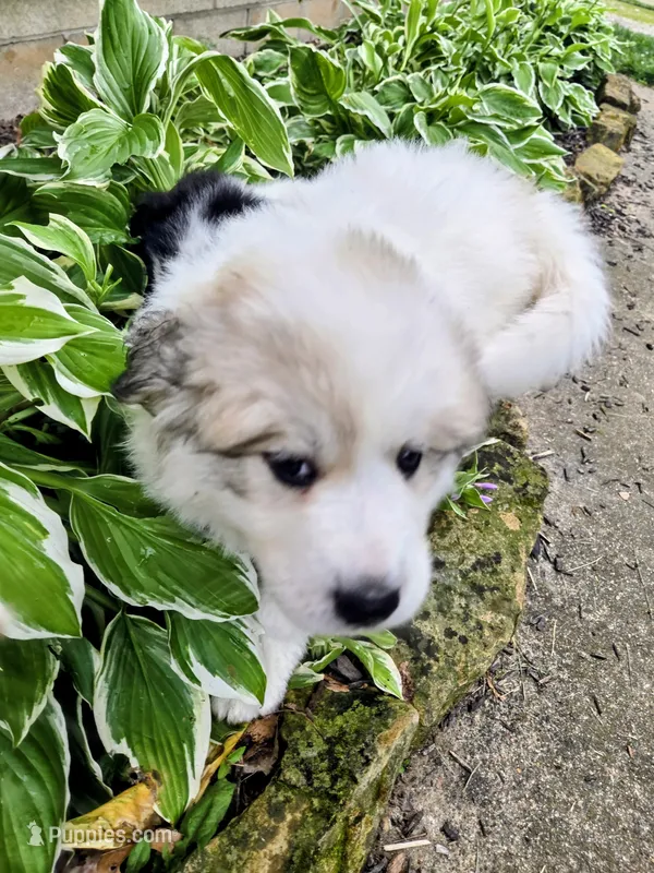 Skye - pink collar – Great Pyrenees puppy for sale in Martinsville, IN