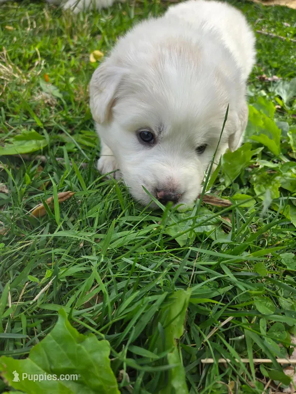 Rubble - grey collar – Great Pyrenees puppy for sale in Martinsville, IN