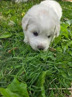 Rubble - grey collar, a male Great Pyrenees for sale in Martinsville, IN – Photo 1 of 5