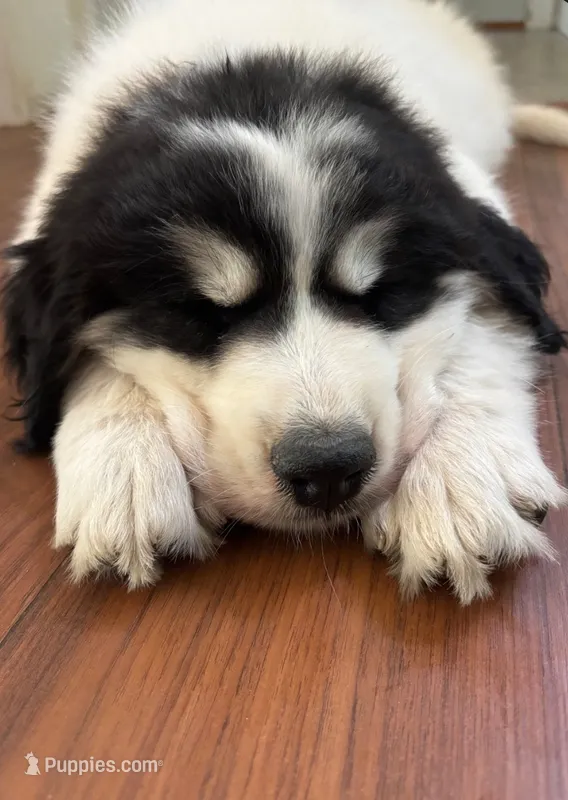 Everest - purple collar – Great Pyrenees puppy for sale in Martinsville, IN