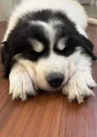 Everest - purple collar, a female Great Pyrenees for sale in Martinsville, IN – 1 of 10