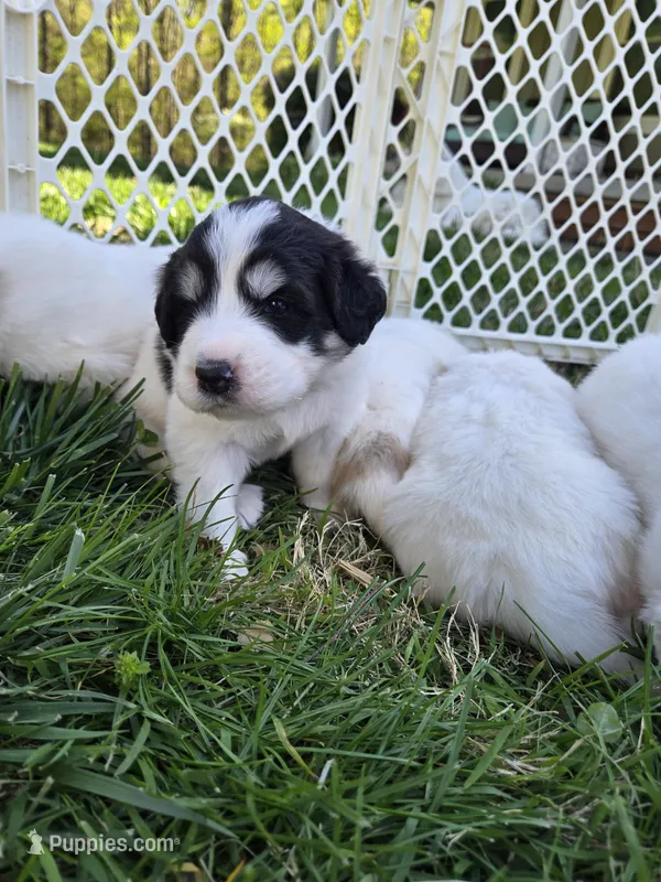 Everest - purple collar – Great Pyrenees puppy for sale in Martinsville, IN