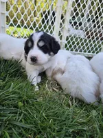 Everest - purple collar, a female Great Pyrenees for sale in Martinsville, IN – Photo 1 of 7