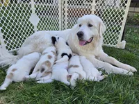 Everest - purple collar, a female Great Pyrenees for sale in Martinsville, IN – Photo 4 of 7