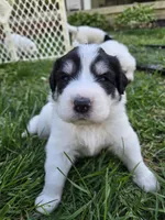 Everest - purple collar, a female Great Pyrenees for sale in Martinsville, IN – Photo 2 of 7
