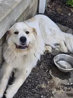 Everest - purple collar, a female Great Pyrenees for sale in Martinsville, IN – Photo 7 of 7