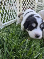 Everest - purple collar, a female Great Pyrenees for sale in Martinsville, IN – Photo 3 of 7