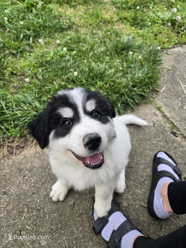 Everest - purple collar – Great Pyrenees puppy for sale in Martinsville, IN