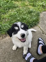 Everest - purple collar, a female Great Pyrenees for sale in Martinsville, IN – 2 of 10