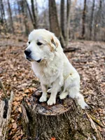 Rocky - black collar, a male Great Pyrenees for sale in Martinsville, IN – Photo 5 of 6