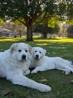 Rocky - black collar, a male Great Pyrenees for sale in Martinsville, IN – Photo 4 of 6