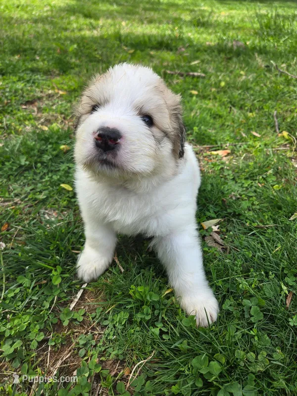 Rocky - black collar – Great Pyrenees puppy for sale in Martinsville, IN