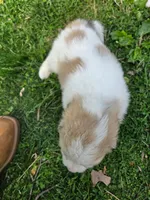 Rocky - black collar, a male Great Pyrenees for sale in Martinsville, IN – Photo 2 of 6